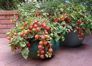 creating space to grow vegetables