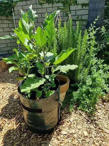 creating space to grow vegetables