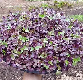 microgreens