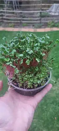 microgreens