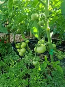 Tomatoes
