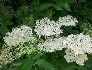 DIY Elderberry Syrup