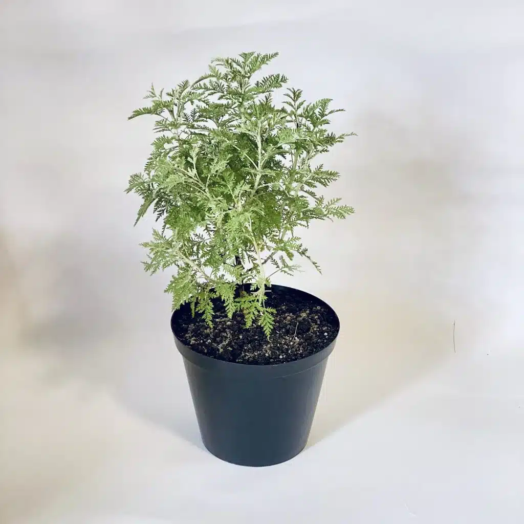 Artemisia-afra-plant-1024×1024.jpg