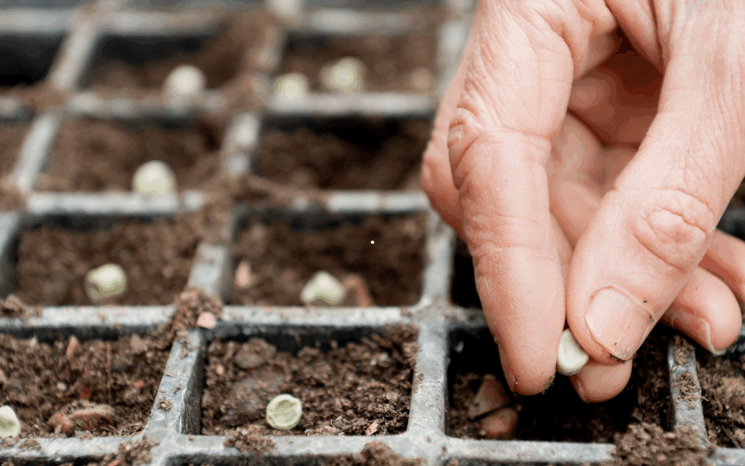From Seed to Sprout – How to Start Growing Successfully