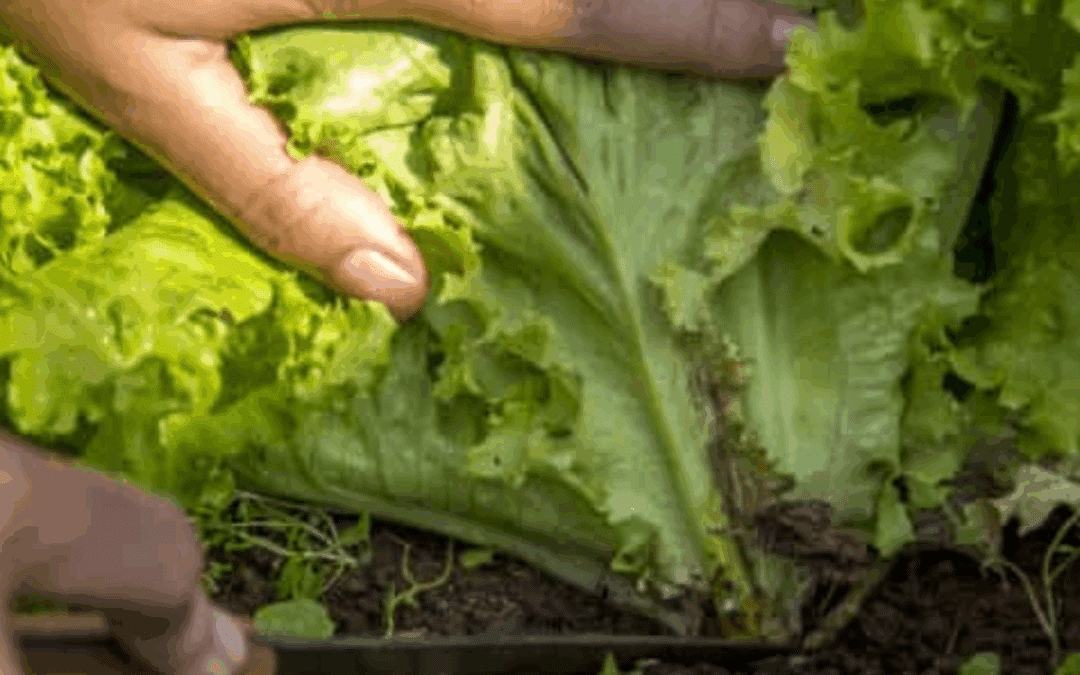 The Secret Life of Roots: Why I Never Pull My Plants