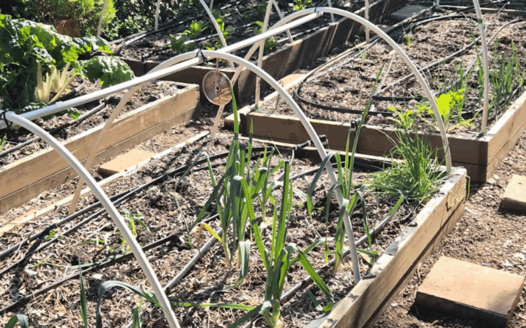 Last Season’s Lessons: Planning Your Best Garden Yet