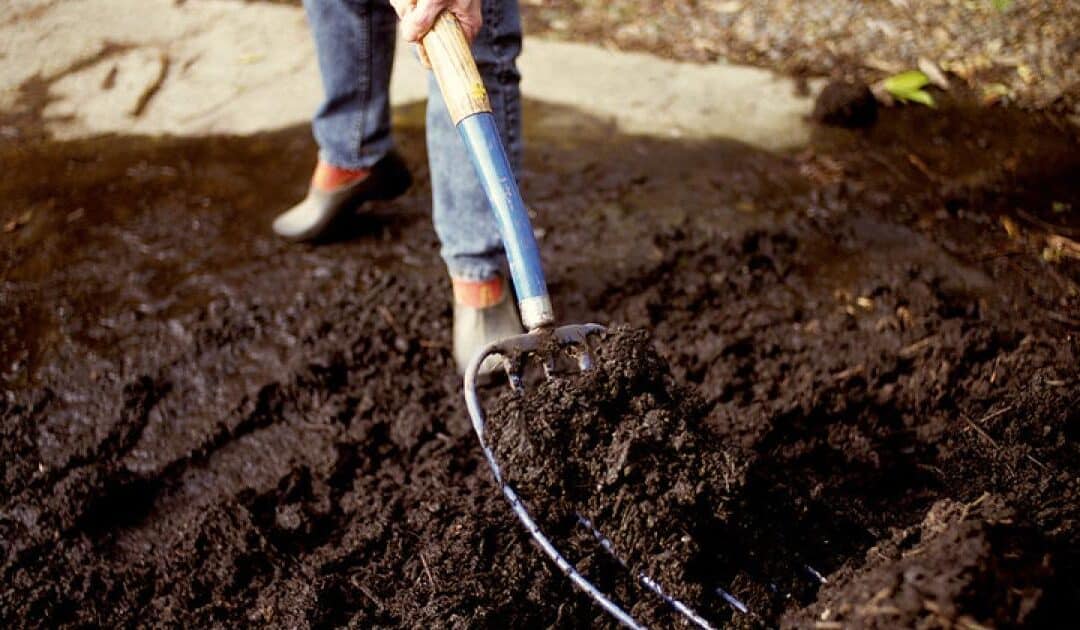 Are We Fixing the Soil with Beans….