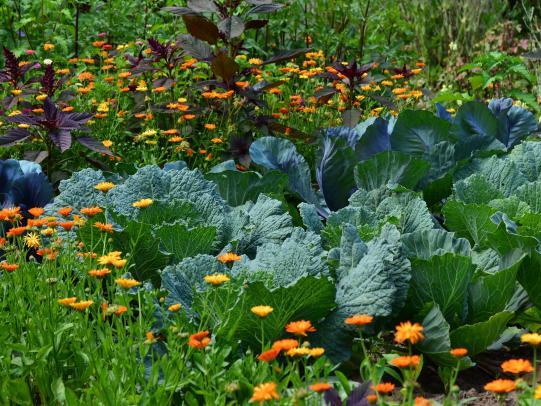 Bacillus thuringiensis: The Gentle Caterpillar Killer Every Veggie Gardener Should Know About