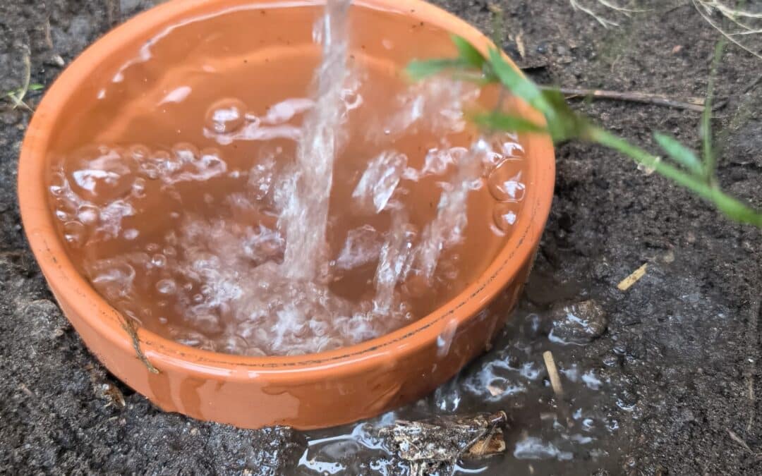 Why We LOVE Using Ollas In The Garden