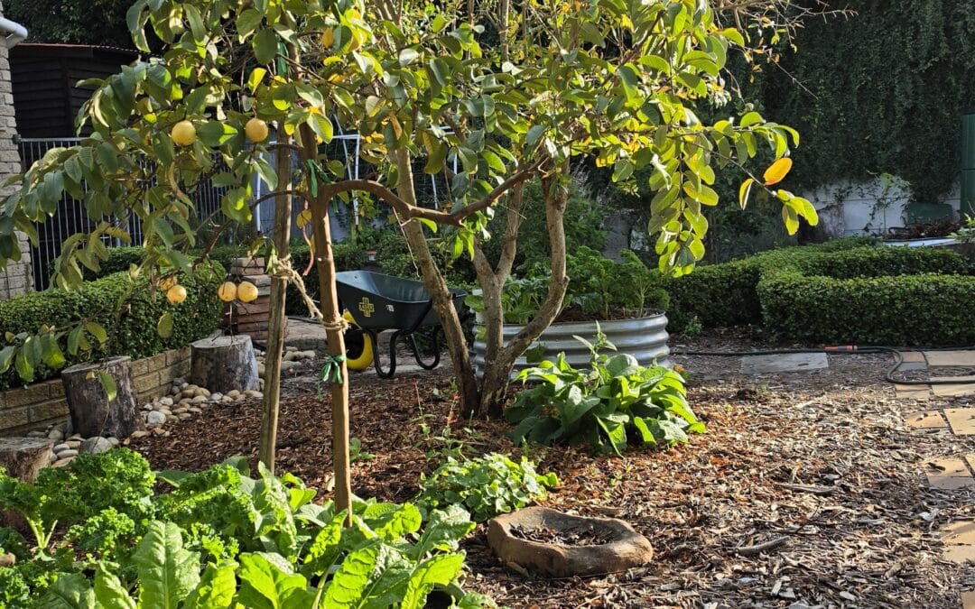 10 Vegetables Every South African Should Grow to Save Money