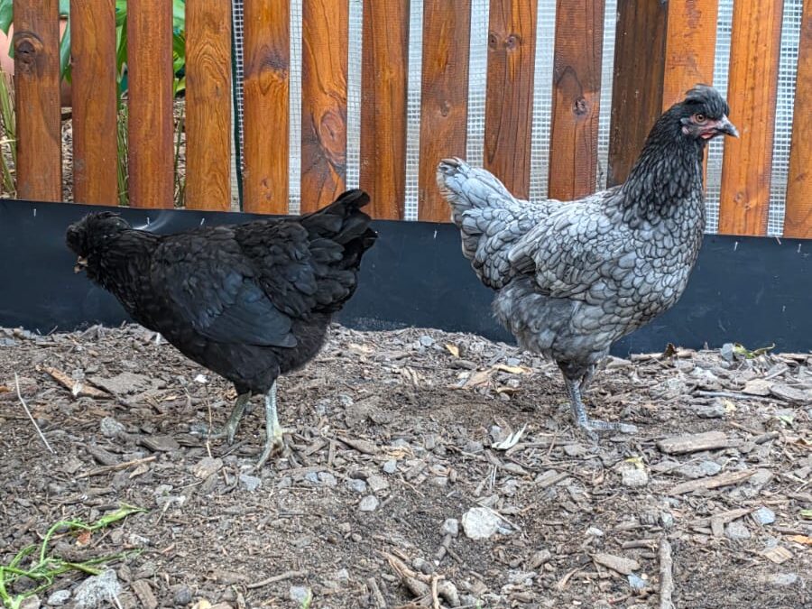 When Two New Girls Move Into The Neighbourhood