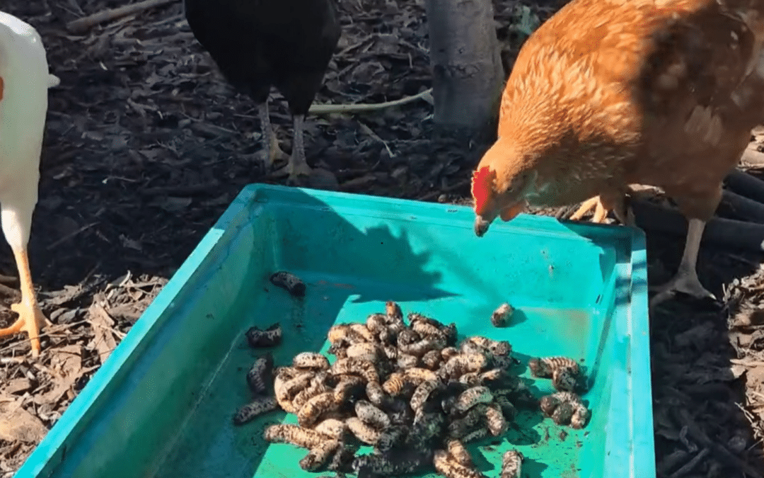 Cher, Marilyn & the Great Compost Plan – News from the Coop