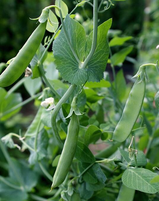 What To Plant In June