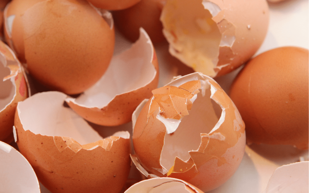 Eggshells in the Garden: Miracle Cure… or Just Kitchen Waste?