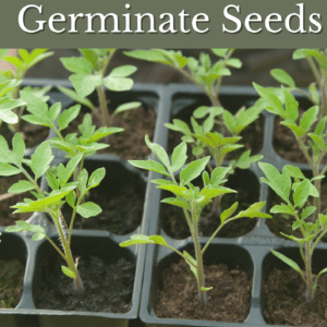 Lets Germinate Seedlings