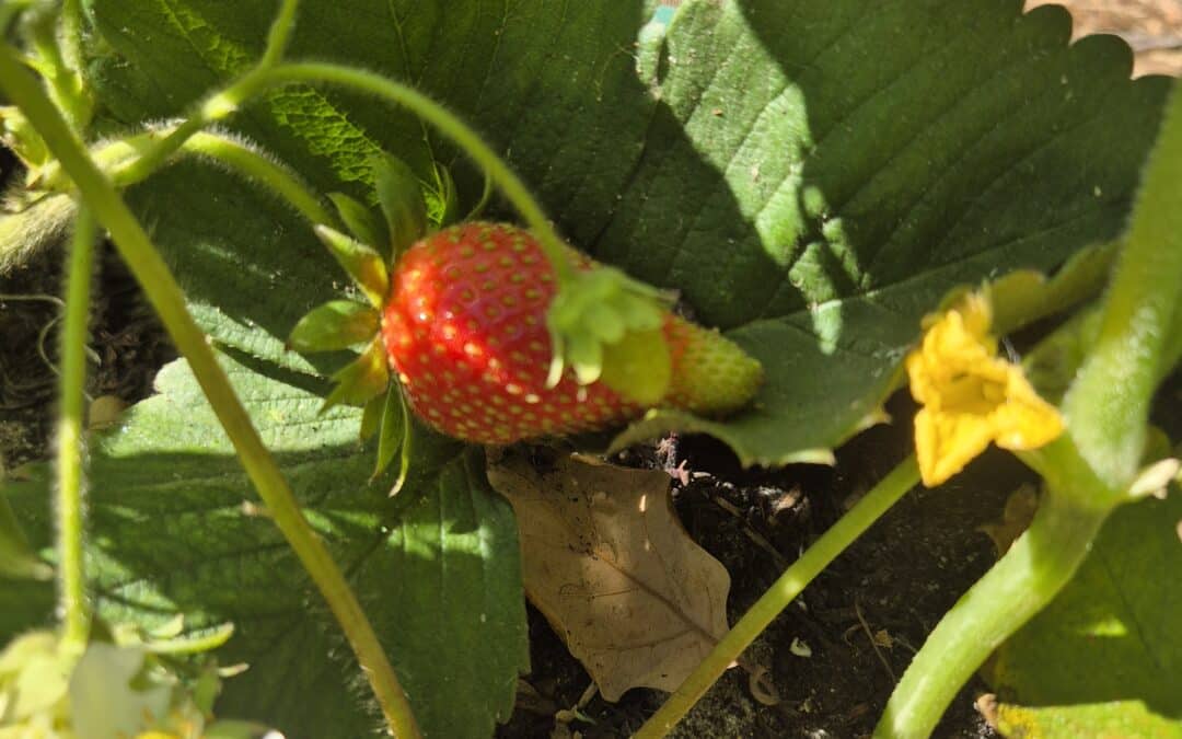 Do Strawberries Really Poison Their Own Soil?