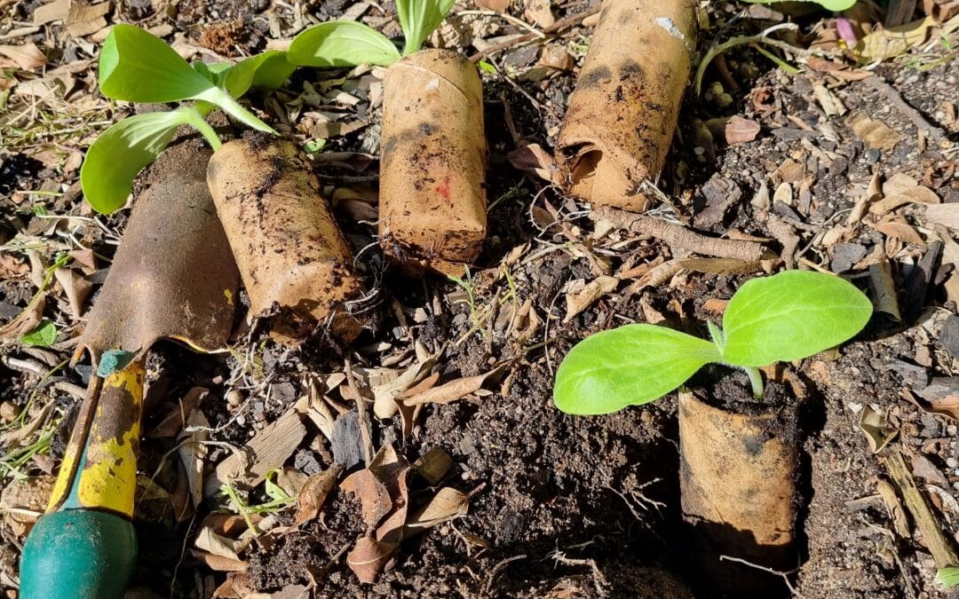 ARE YOUR SEEDLINGS READY TO PLANT OUT?