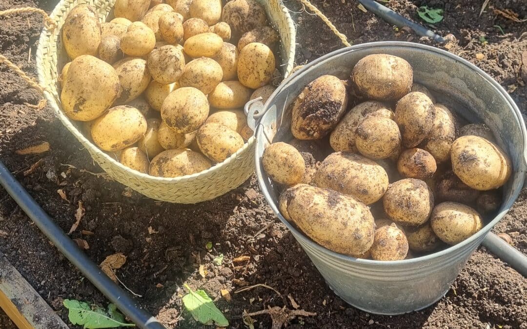 Growing Potatoes in Hay – My Favourite Way to Grow Them