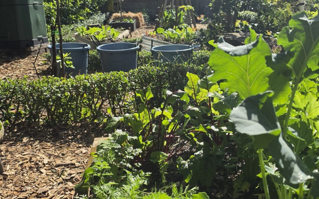 El Niño Is Coming? What Does That Actually Mean for Our Gardens?