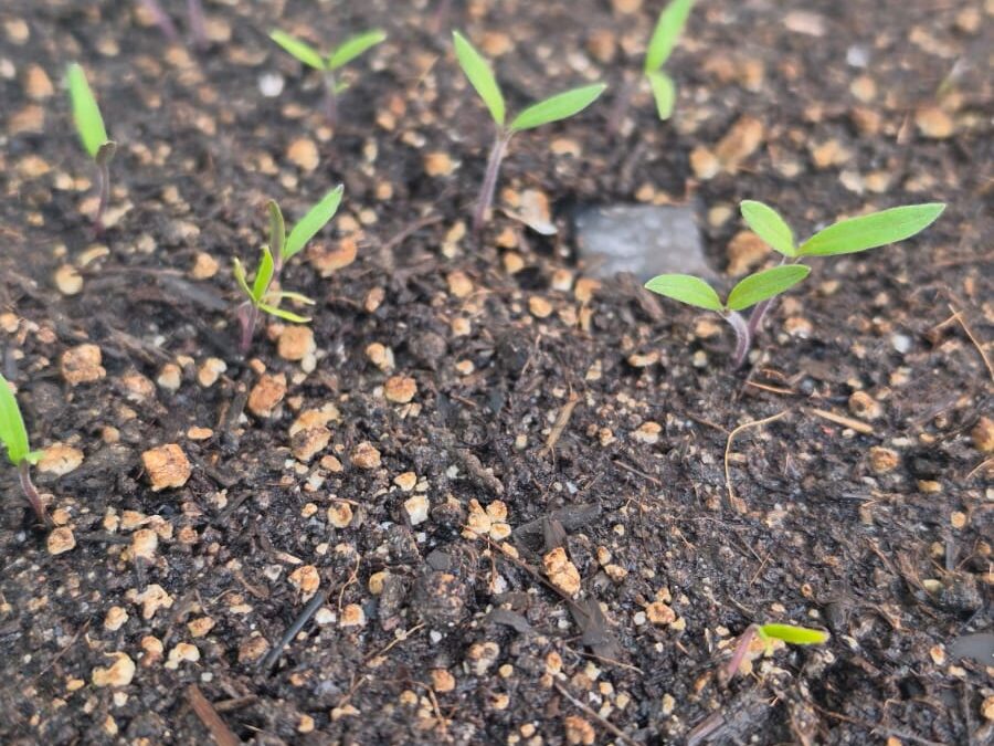 Soil Blocks, Trays or Toilet Rolls? What Should You Use?