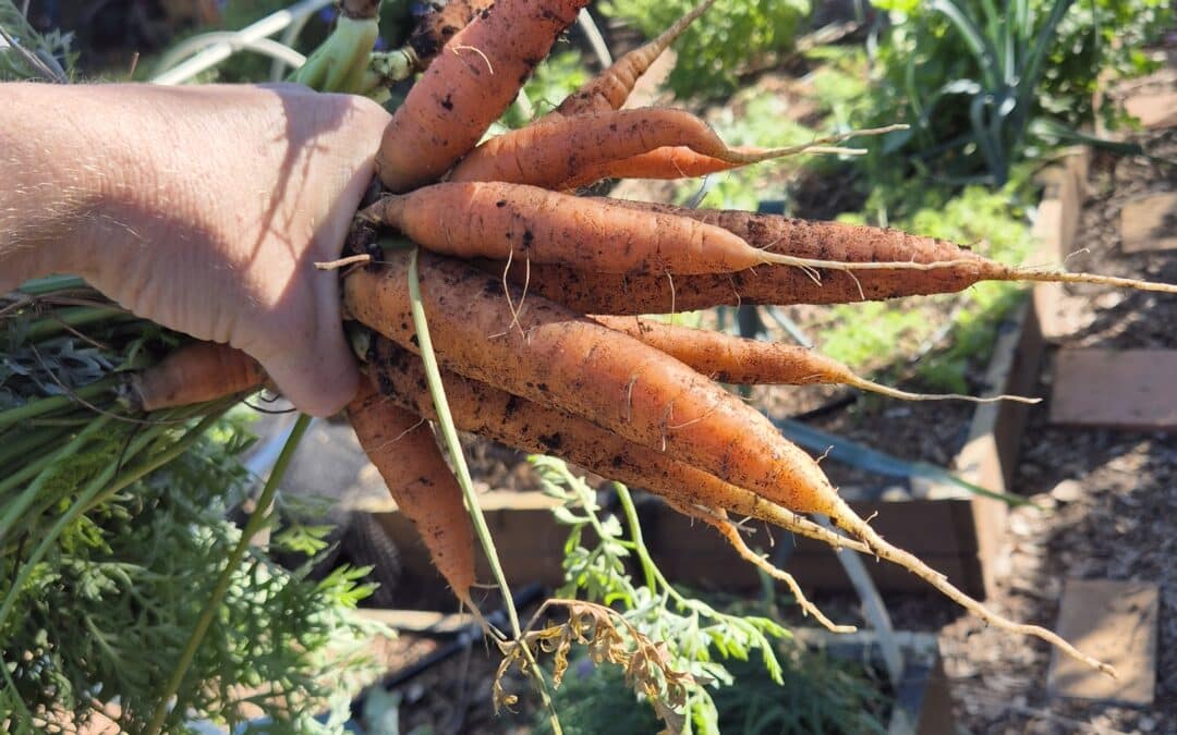 HOW MUCH SHOULD YOU ACTUALLY PLANT FOR YOUR FAMILY?