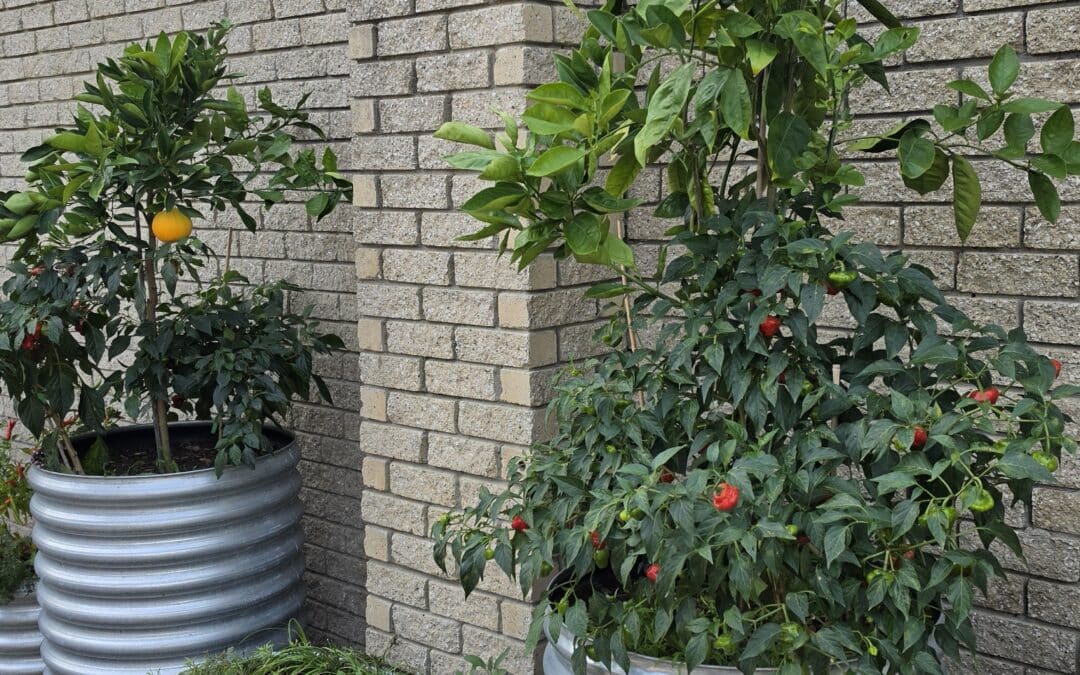 What to do with your containers in September