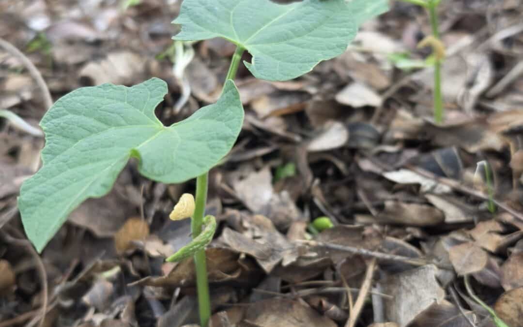 What NOT to Plant in October