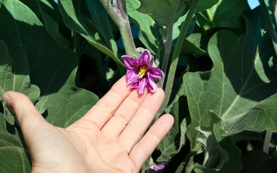 Those first flowers: leave them or pinch them off?