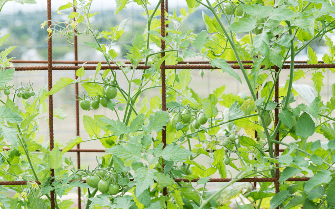 Get Those Tomatoes Up! Different Ways to Trellis Your Tomatoes