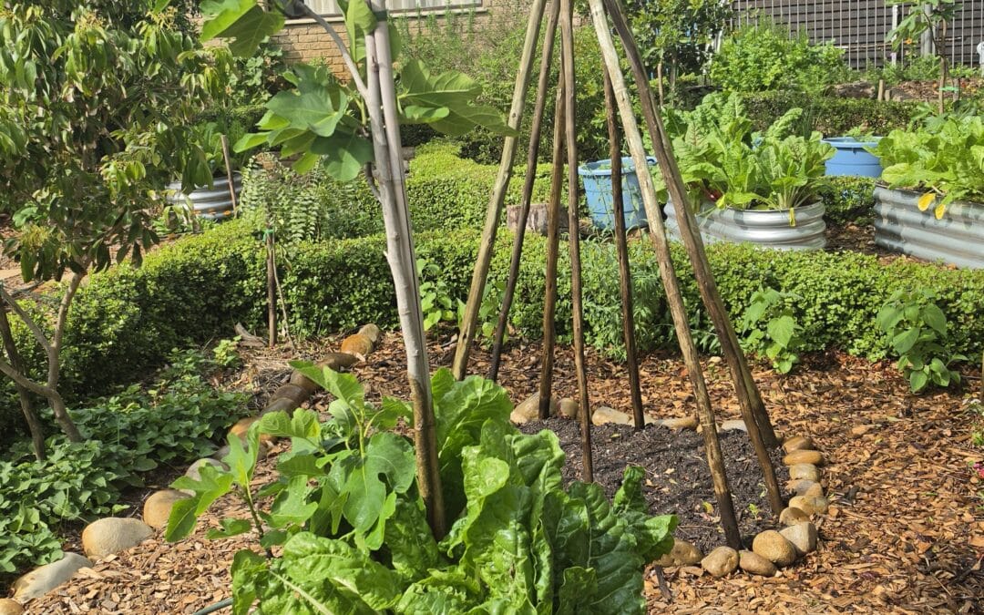 Raised Beds, In-Ground or Containers: Where Should You Grow Your Veggies?
