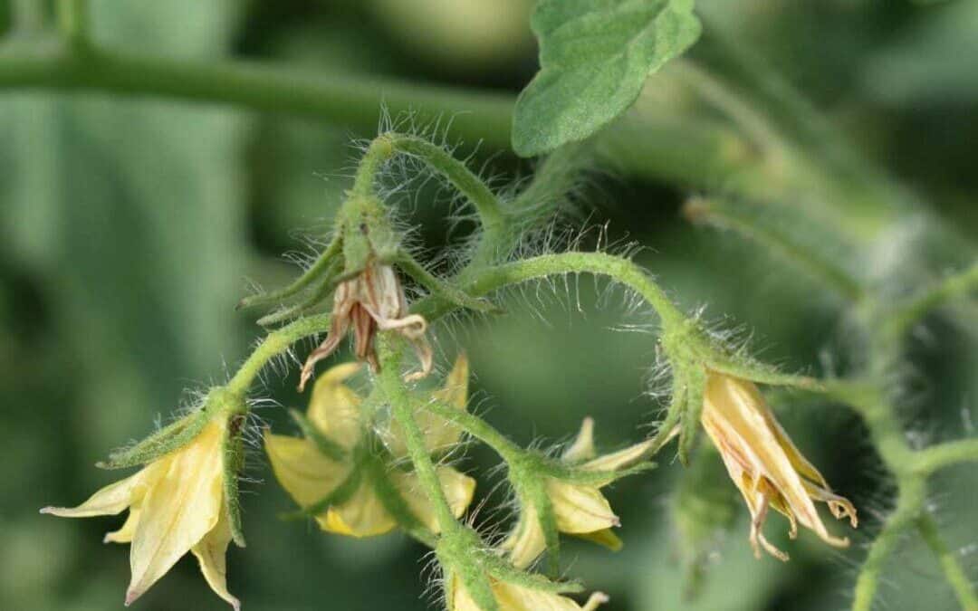 What Are Your Flowers Trying to Tell You?
